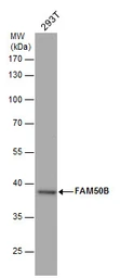 Anti-FAM50B antibody used in Western Blot (WB). GTX120020