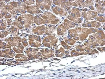 Anti-C2orf65 antibody [N2C2], Internal used in IHC (Paraffin sections) (IHC-P). GTX120030