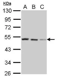 Anti-SH3GLB2 antibody used in Western Blot (WB). GTX120037