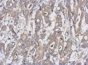 Anti-UXS1 antibody [N3C3] used in IHC (Paraffin sections) (IHC-P). GTX120038