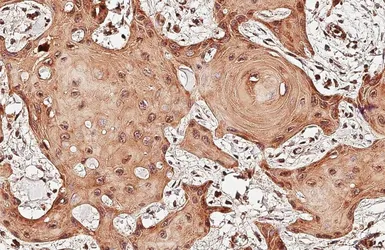 Anti-UXS1 antibody [N3C3] used in IHC (Paraffin sections) (IHC-P). GTX120038