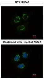Anti-TTLL10 antibody [N3C2], Internal used in Immunocytochemistry/ Immunofluorescence (ICC/IF). GTX120045