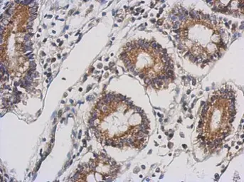 Anti-TTLL10 antibody [N3C2], Internal used in IHC (Paraffin sections) (IHC-P). GTX120045