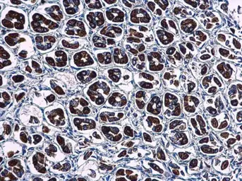 Anti-WDR24 antibody [N3C2], Internal used in IHC (Paraffin sections) (IHC-P). GTX120079