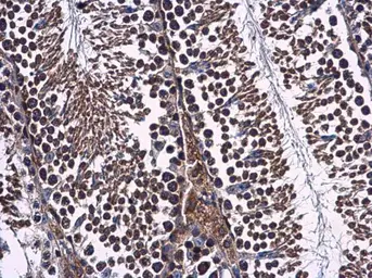 Anti-WDR24 antibody [N3C2], Internal used in IHC (Paraffin sections) (IHC-P). GTX120079
