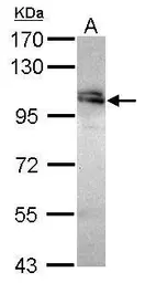 Anti-WDR24 antibody [N3C2], Internal used in Western Blot (WB). GTX120079