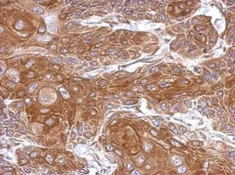 Anti-THOC5 antibody used in IHC (Paraffin sections) (IHC-P). GTX120113
