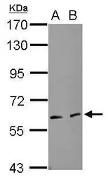 Anti-EIF3L antibody used in Western Blot (WB). GTX120119