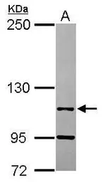 Anti-LEO1 antibody [C1C3] used in Western Blot (WB). GTX120135