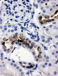 Anti-Kallikrein 1 antibody used in IHC (Paraffin sections) (IHC-P). GTX12017