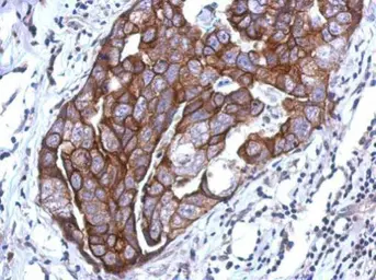 Anti-WDR65 antibody [N1N2], N-term used in IHC (Paraffin sections) (IHC-P). GTX120170