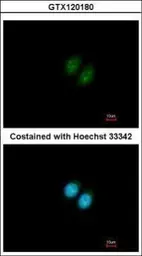 Anti-RRP12 antibody [N1N2], N-term used in Immunocytochemistry/ Immunofluorescence (ICC/IF). GTX120180