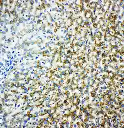 Anti-Monoamine Oxidase B antibody used in IHC (Paraffin sections) (IHC-P). GTX12021