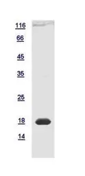 Mouse OVOL2 protein, His tag. GTX120218-pro
