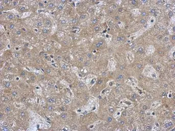 Anti-FAM171A1 antibody [C1C3] used in IHC (Paraffin sections) (IHC-P). GTX120226