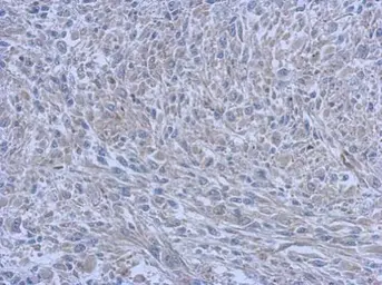 Anti-FCHO1 antibody [C1C3] used in IHC (Paraffin sections) (IHC-P). GTX120231