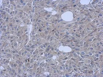 Anti-FCHO1 antibody [C1C3] used in IHC (Paraffin sections) (IHC-P). GTX120231