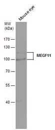 Anti-MEGF11 antibody used in Western Blot (WB). GTX120233