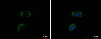 Anti-INTU antibody used in Immunocytochemistry/ Immunofluorescence (ICC/IF). GTX120239