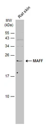 Anti-MAFF antibody used in Western Blot (WB). GTX120264