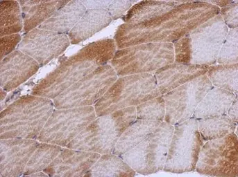 Anti-RPL12 antibody used in IHC (Paraffin sections) (IHC-P). GTX120265