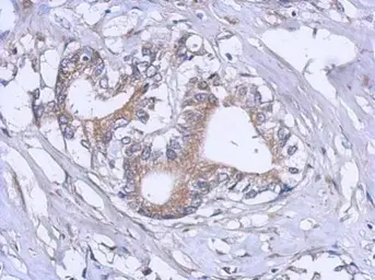 Anti-RPL12 antibody used in IHC (Paraffin sections) (IHC-P). GTX120265