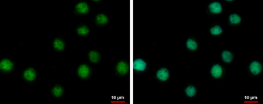 Anti-OBFC2A antibody used in Immunocytochemistry/ Immunofluorescence (ICC/IF). GTX120292