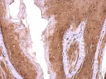 Anti-Nop25 antibody used in IHC (Paraffin sections) (IHC-P). GTX120303