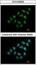 Anti-Nop25 antibody used in Immunocytochemistry/ Immunofluorescence (ICC/IF). GTX120303