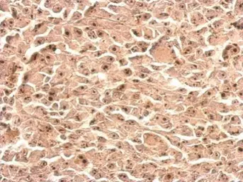 Anti-Nop25 antibody used in IHC (Paraffin sections) (IHC-P). GTX120303