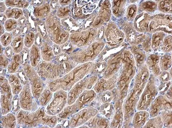 Anti-RWDD1 antibody used in IHC (Paraffin sections) (IHC-P). GTX120331