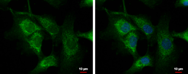 Anti-C1orf74 antibody [N2C3] used in Immunocytochemistry/ Immunofluorescence (ICC/IF). GTX120342