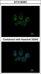 Anti-C18orf10 antibody used in Immunocytochemistry/ Immunofluorescence (ICC/IF). GTX120361