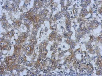 Anti-SPRYD5 antibody [C1C3] used in IHC (Paraffin sections) (IHC-P). GTX120369