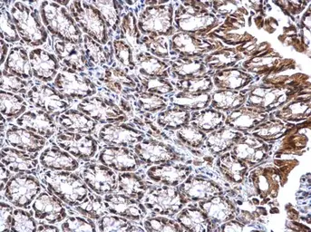Anti-DNTTIP1 antibody used in IHC (Paraffin sections) (IHC-P). GTX120392