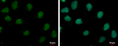 Anti-TRUB1 antibody used in Immunocytochemistry/ Immunofluorescence (ICC/IF). GTX120395
