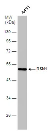 Anti-DSN1 antibody [N3C3] used in Western Blot (WB). GTX120402