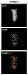 Anti-DSN1 antibody [N3C3] used in Immunocytochemistry/ Immunofluorescence (ICC/IF). GTX120402