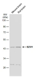 Anti-BZW1 antibody used in Western Blot (WB). GTX120426
