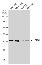 Anti-BZW1 antibody used in Western Blot (WB). GTX120426