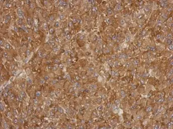 Anti-ACTRT1 antibody used in IHC (Paraffin sections) (IHC-P). GTX120431