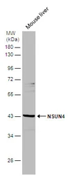 Anti-NSUN4 antibody [N1C2] used in Western Blot (WB). GTX120442