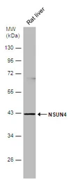 Anti-NSUN4 antibody [N1C2] used in Western Blot (WB). GTX120442
