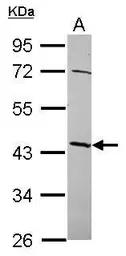 Anti-NSUN4 antibody [N1C2] used in Western Blot (WB). GTX120442