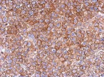 Anti-FCHO2 antibody [N1N2], N-term used in IHC (Paraffin sections) (IHC-P). GTX120444