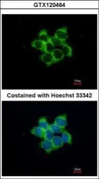 Anti-FUZ antibody [N2C3] used in Immunocytochemistry/ Immunofluorescence (ICC/IF). GTX120464