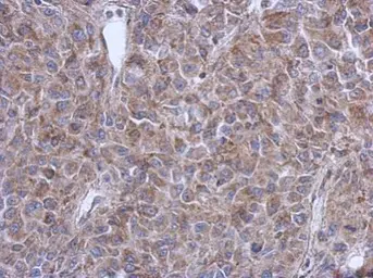 Anti-FUZ antibody [N2C3] used in IHC (Paraffin sections) (IHC-P). GTX120464