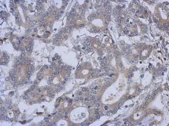 Anti-FUZ antibody [N2C3] used in IHC (Paraffin sections) (IHC-P). GTX120464