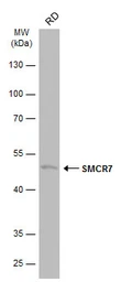 Anti-SMCR7 antibody [C1C3] used in Western Blot (WB). GTX120484