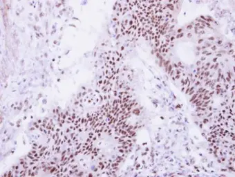 Anti-DDX47 antibody used in IHC (Paraffin sections) (IHC-P). GTX120497